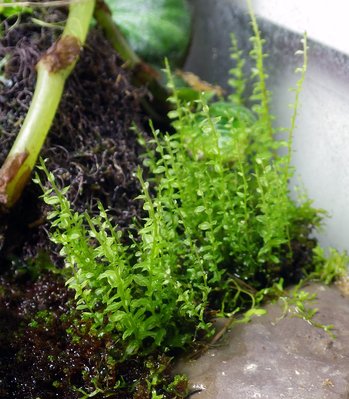 IMGP5977 - kopia.JPG