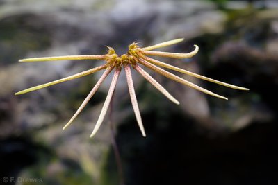 Bulbophyllum makoyanum