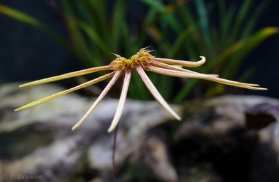 Bulbophyllum makoyanum