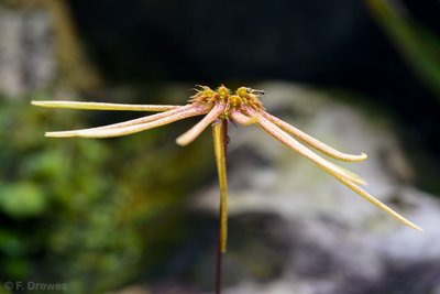 Bulbophyllum makoyanum