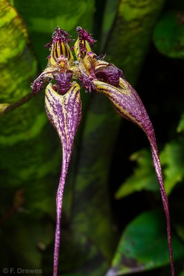 Bulbophyllum fascinator