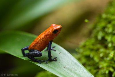 Oophaga pumilio "Blue Jeans" (hane)