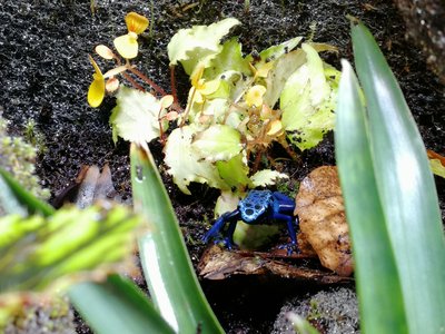 Dendrobates tinctorius azureus