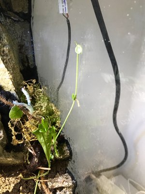 Har växtpå bra, nu börjar den klättra på glaset. (Se bild under, från start)