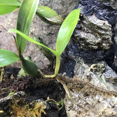 Denna var ca1-2v efter start