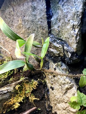 Oj va det växer, lägg märke till roten och även skottet på bulben ovanför som växt ut. (Se bild på växten från start under)