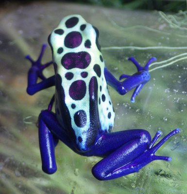 D.tinctorius Green Sipaliwini.jpg