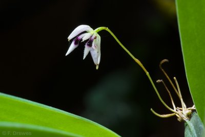 Pleurothallis aspergillum