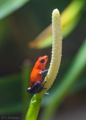 O. pumilio "Blue Jeans"