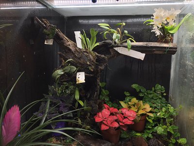 0B3D24C0-DDDC-4311-8DED-6B3B78EAEB6E.jpeg (6.11 MiB) Visad 13061 gånger Ingvar Kamprads Eminenta Alltropikhus - eller?