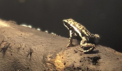 Brun groda på brun pinne