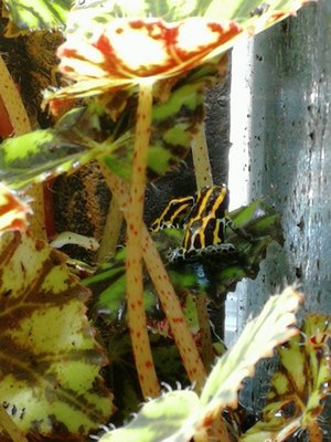 Ranitomeya Amazonica F-G