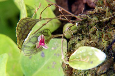 Lepanthes calodictyon