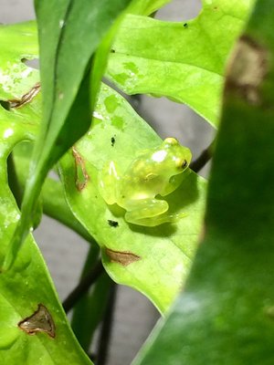 Hyalinobatrachium valerioi