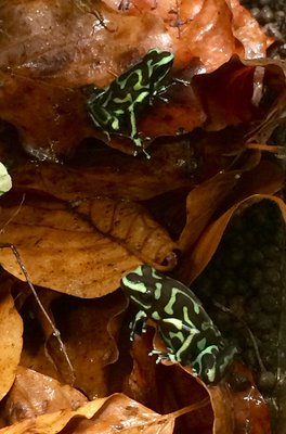 D.auratus ’Reticulated’