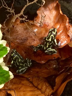 D.auratus ’Reticulated’