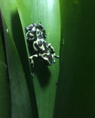 D.a ’Reticulated’