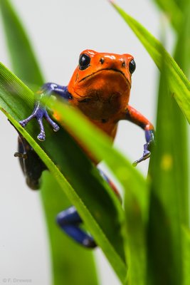 Oophaga pumilio "Blue Jeans" (hanne)