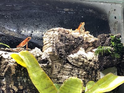 De skall alltid hålla på och stila sig!