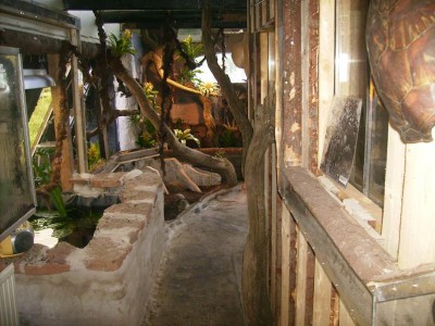 livingstone trop.JPG