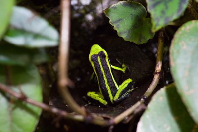 Ameerega trivittata 'Huallaga canyon'