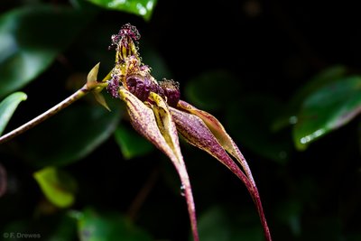 Bulbophyllum fascinator