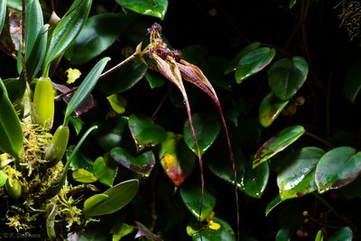 Bulbophyllum fascinator