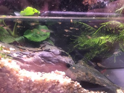 Massor av endlers guppy yngel