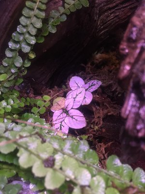 Och ett par små rosenstänk