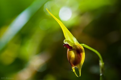 Masdevallia pinocchio.jpg (417.81 KiB) Visad 10301 gånger Masdevallia pinocchio