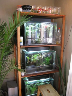 Några till med lite yngel &amp; ägg längst upp