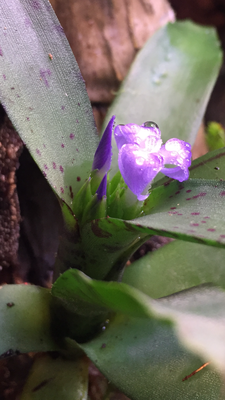 Neoregelia lilliputiana