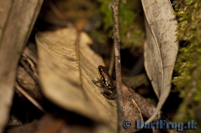 Väldigt fin teckning från sidan