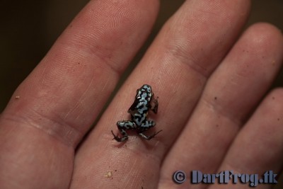 Inte särkskilt stor