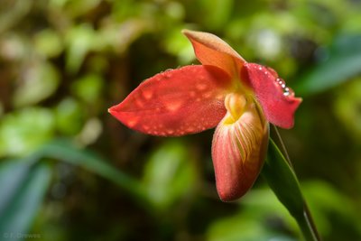 Phragmipedium besseae