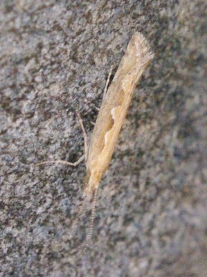 IMGP0725-zoom.jpg