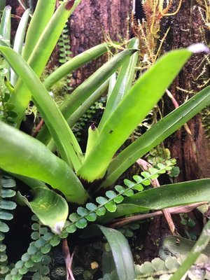 Och såklart Vriesea. Här har jag 3 som jag kan ge bort