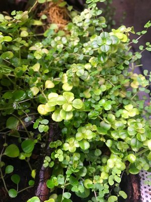 Vet ej vad den heter, men trivs jättebra!