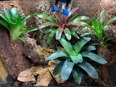 Några bromelior planterade!
