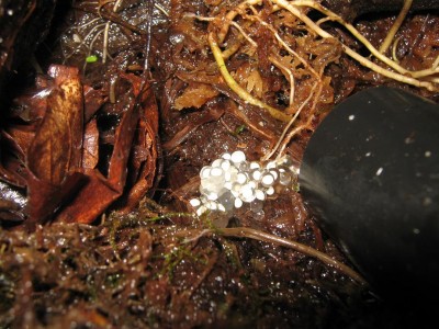 IMG_3463 - Kopia.JPG