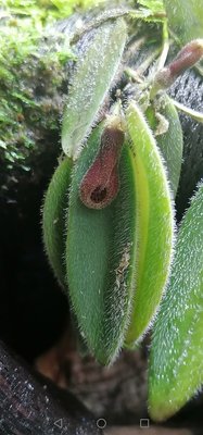 Dresslerella caesariata