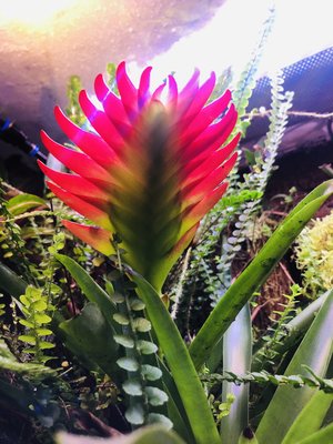 859AFBF2-AA1A-436B-A6D7-B10EC01B903F.jpeg (4.94 MiB) Visad 10352 gånger Vriesea