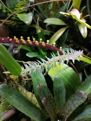 IMG_20220124_152623.jpg (4.78 MiB) Visad 8974 gånger Några orkisar i blom