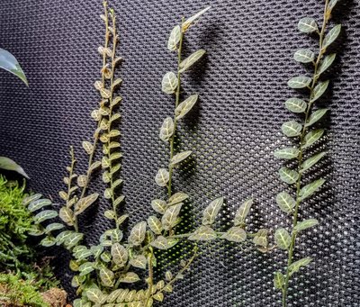 Solanum sp. 'Ecuador'