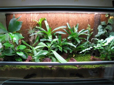 Invånare<br /><br />1.2?.0 Ranitomeya ventrimaculata "Franska Guyana"<br />1.0.4 Epipedobates anthonyi "Santa Isabel"<br />0.0.1 Hyperolius pusillus <br />0.0.2 Dendropsophus ebraccatus<br />0.0.1 Lygodactylus williamsi