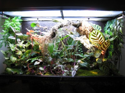 Invånare<br /><br />1.2.0 Dendrobates azureus<br />1.1.1 Hyperolius mitchelli<br />0.0.1 Neurergus kaiseri<br />1.1.0 Lygodactylus williamsi<br />1.1.0 Phelsuma klemmeri