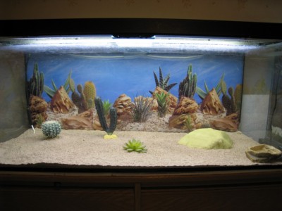 Invånare<br /><br />0.2.0 Eublepharis macularius(Leopardgecko) High Yellow/Hypo tangarine ?