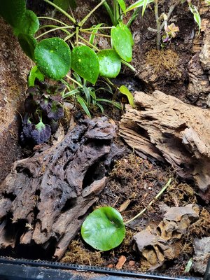 Botten innan plantering och lövtäcke