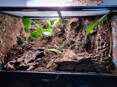 Färdig layout innan plantering