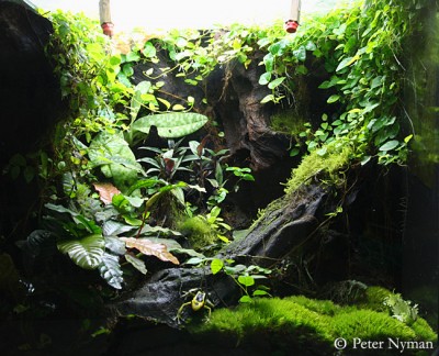 Regnskogsterrarium, 2008-03-30